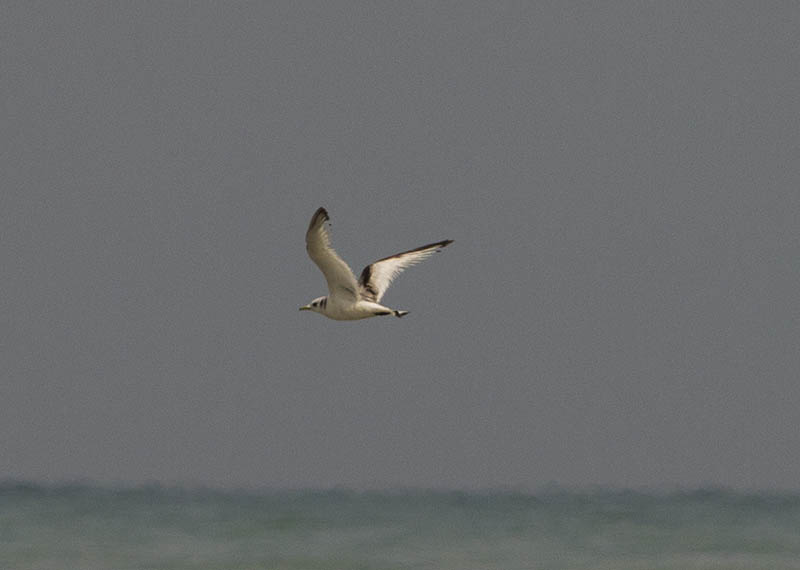 Great Black-backed Gull